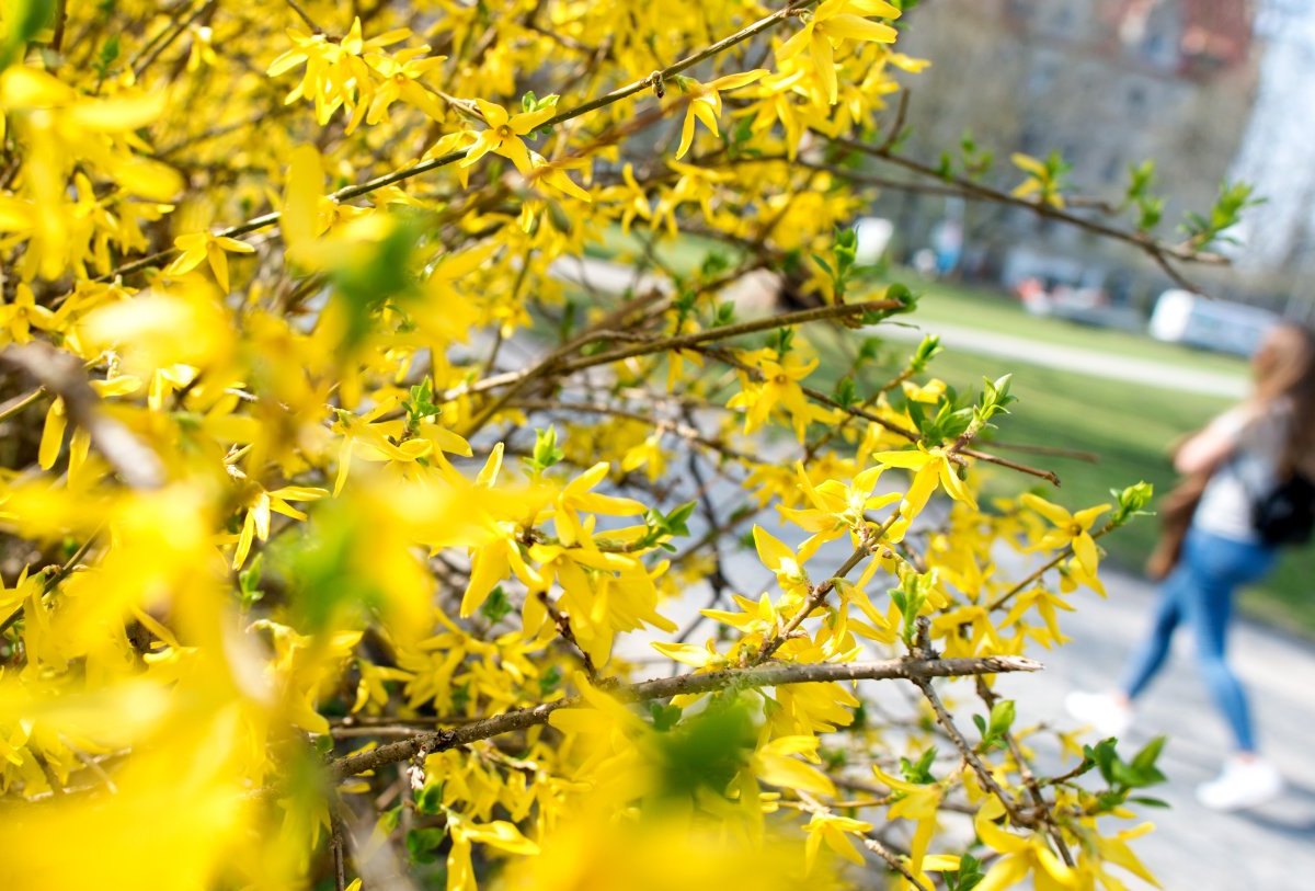 wetter neidersachsen frau blumen frühling