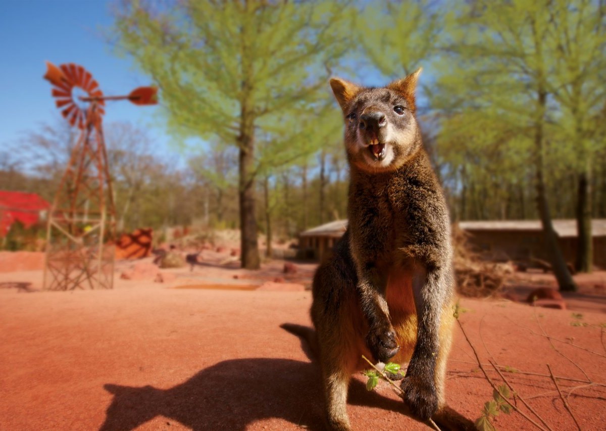 Erlebnis-Zoo_Hannover_Outback_Kaenguru_18x12cm_300dpi_RGB.jpg