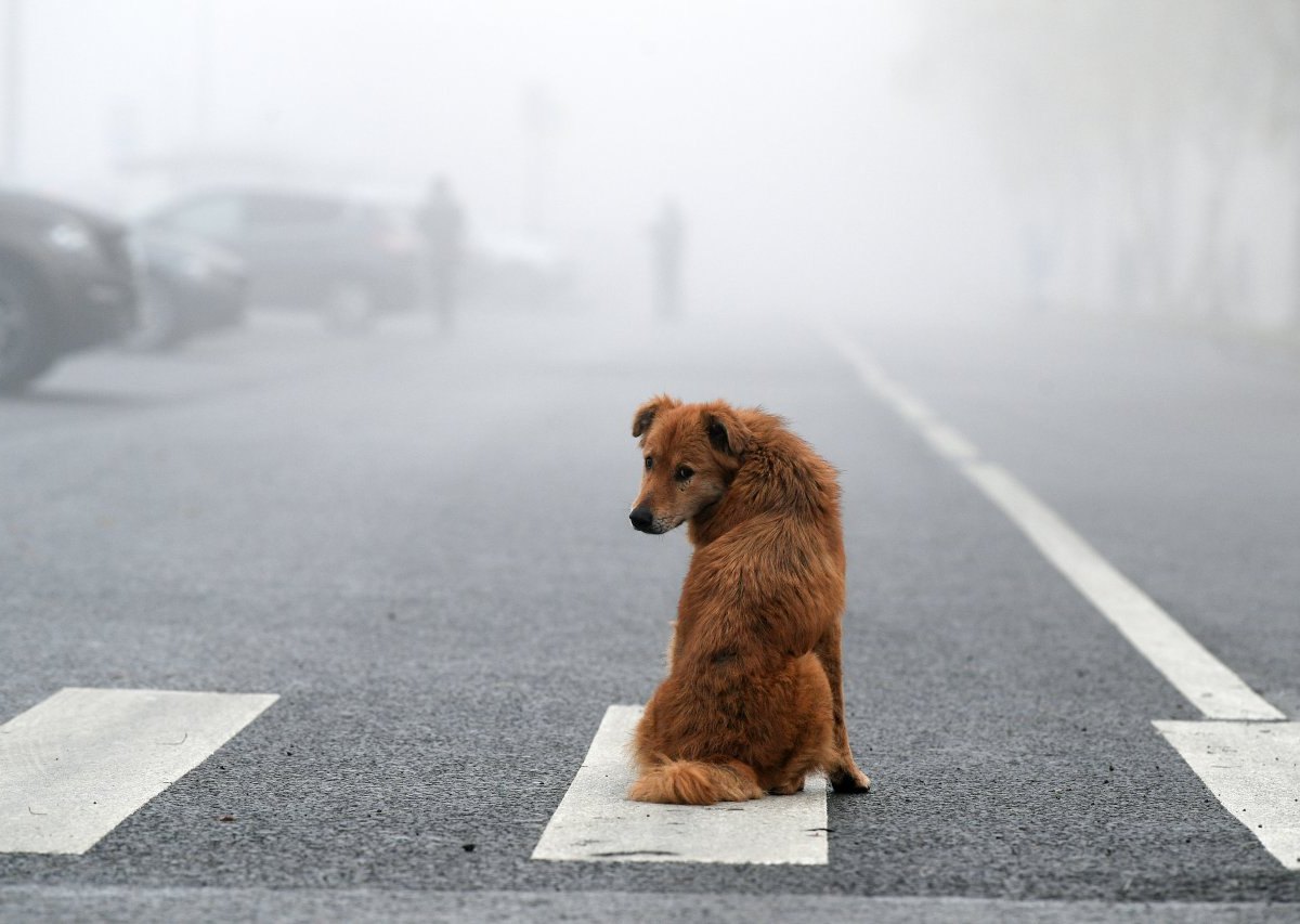 Hund Tierheim Salzgitter.jpg