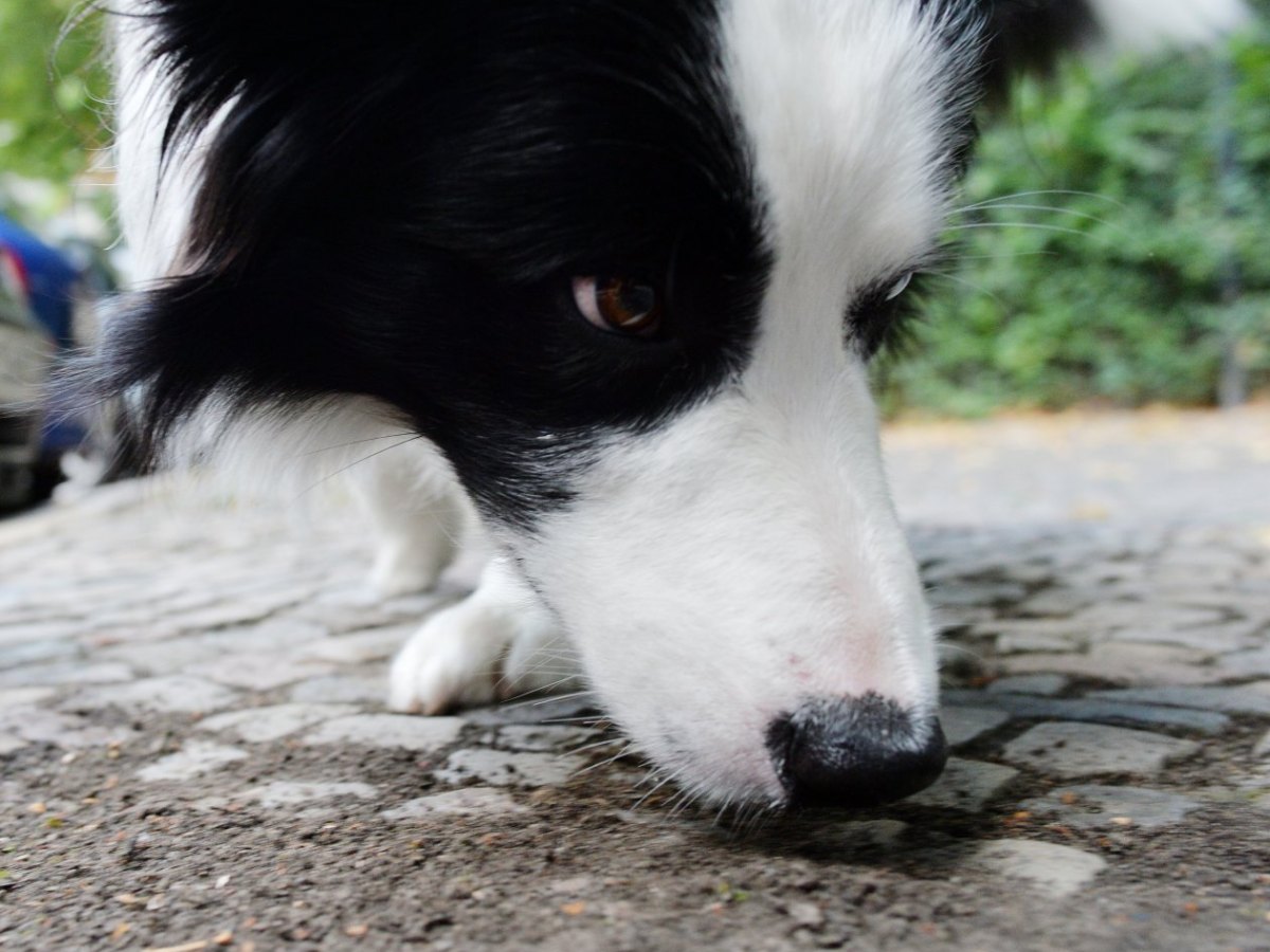 Hund im Harz.jpg