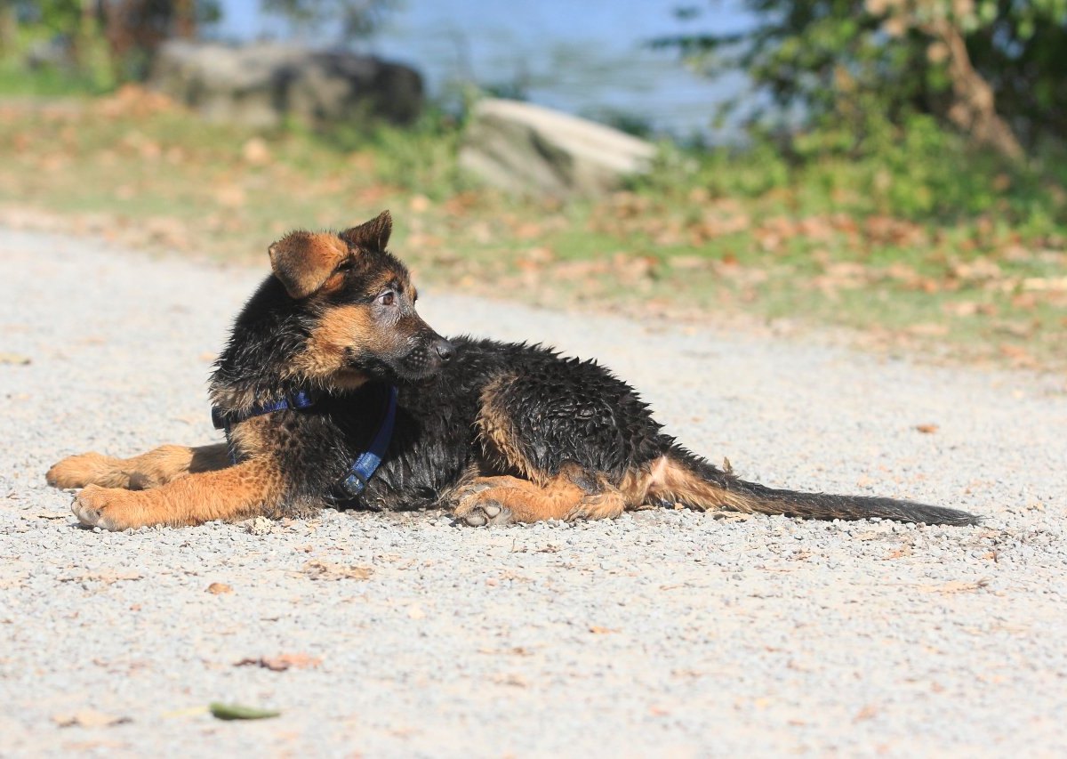 Schäferhund Welpe