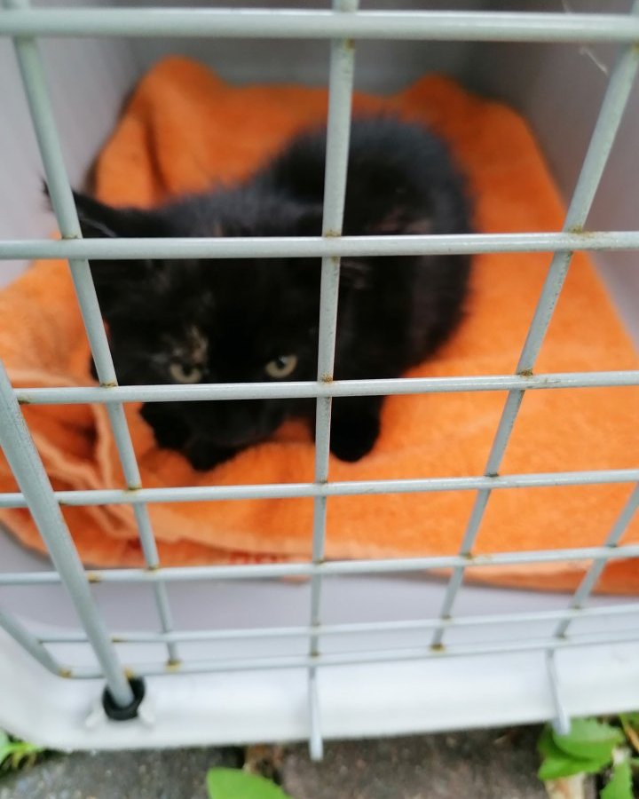 Tierschutzverein Hannover Katze Kätzchen