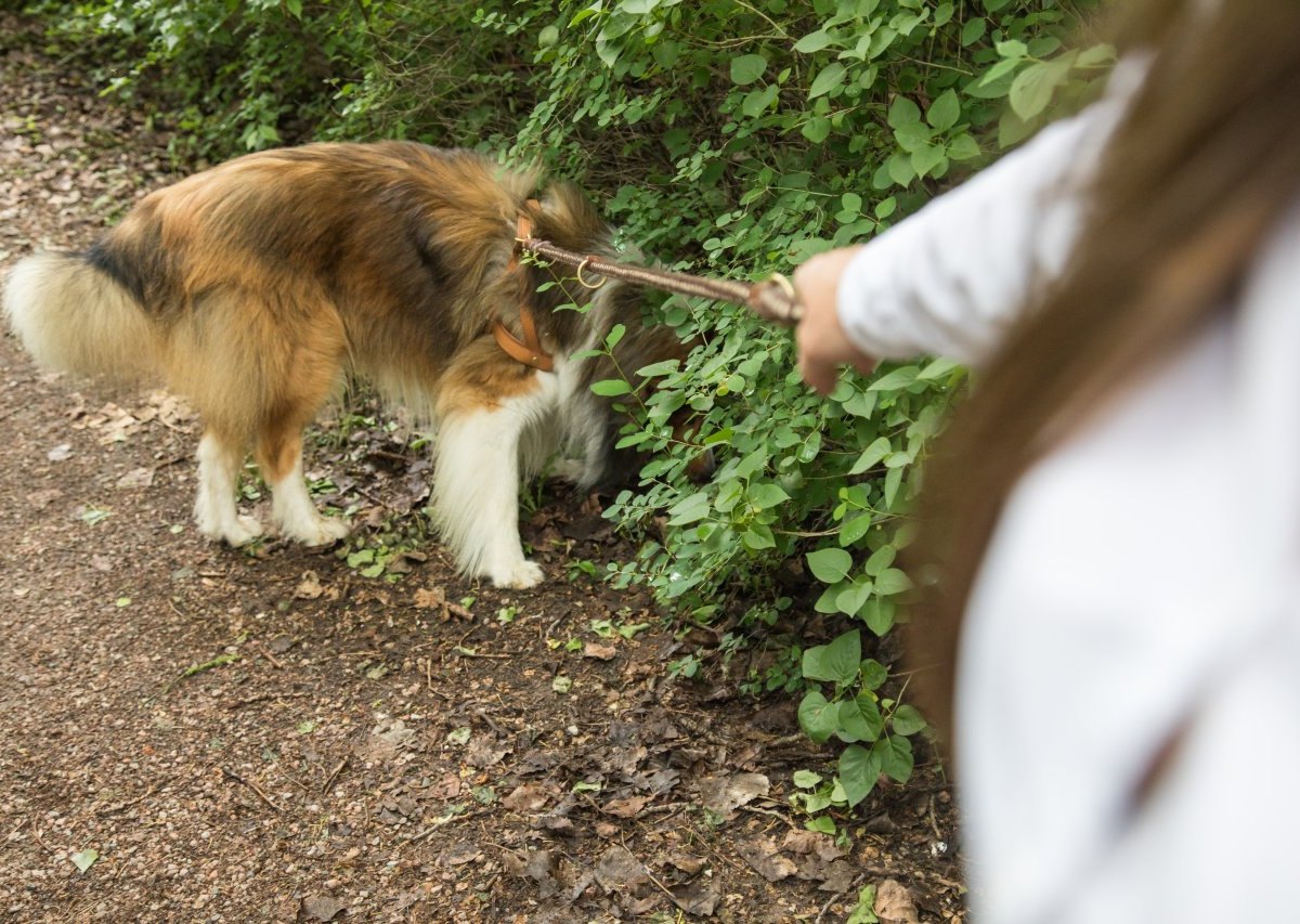 braunschweig hund gassi frau leine