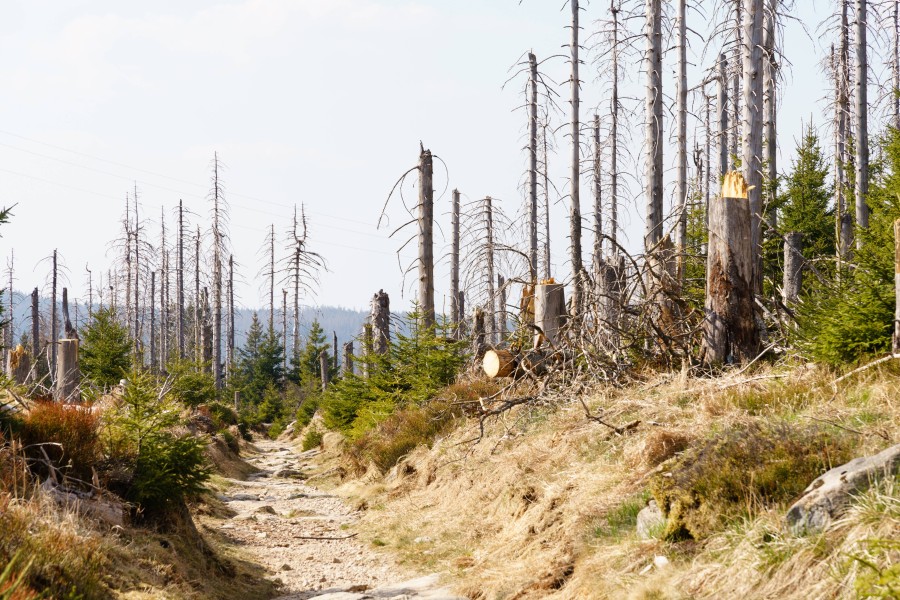 Fast jeder dritte Baum im Harz ist tot.