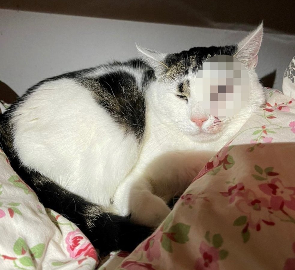 kater gepixelt.jpg