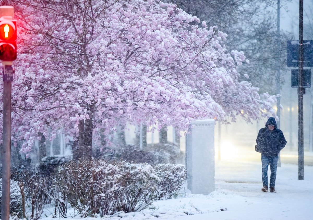 wetter niedersachsen april schnee kirschbblüte