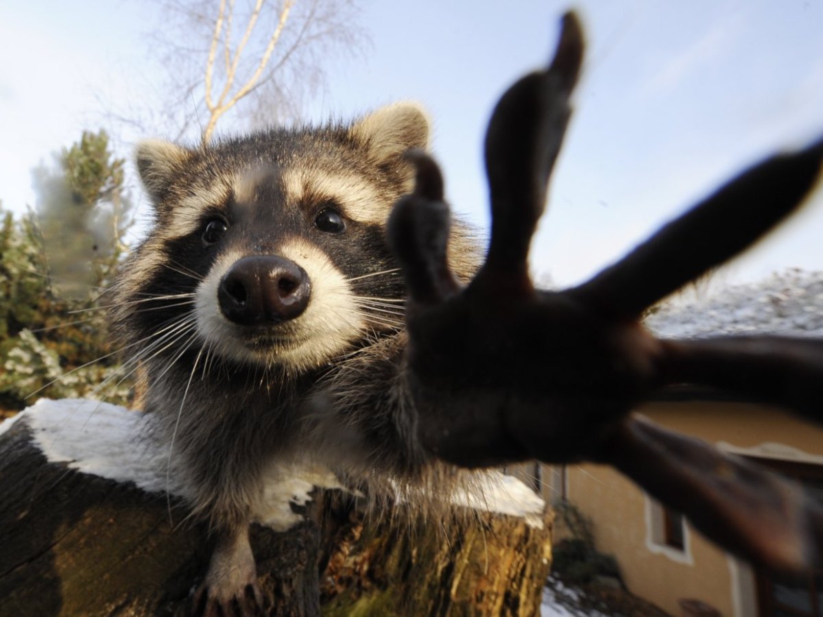 zoo braunschweig.jpg