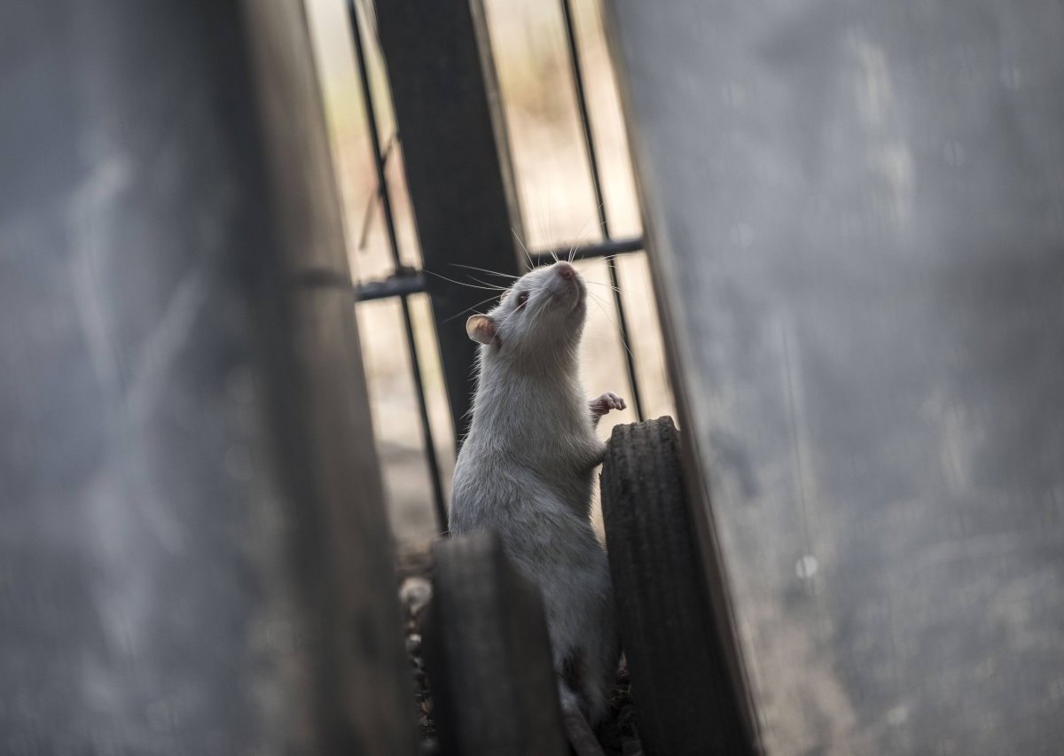 schloss braunschweig ratten ratte rattenplage müll