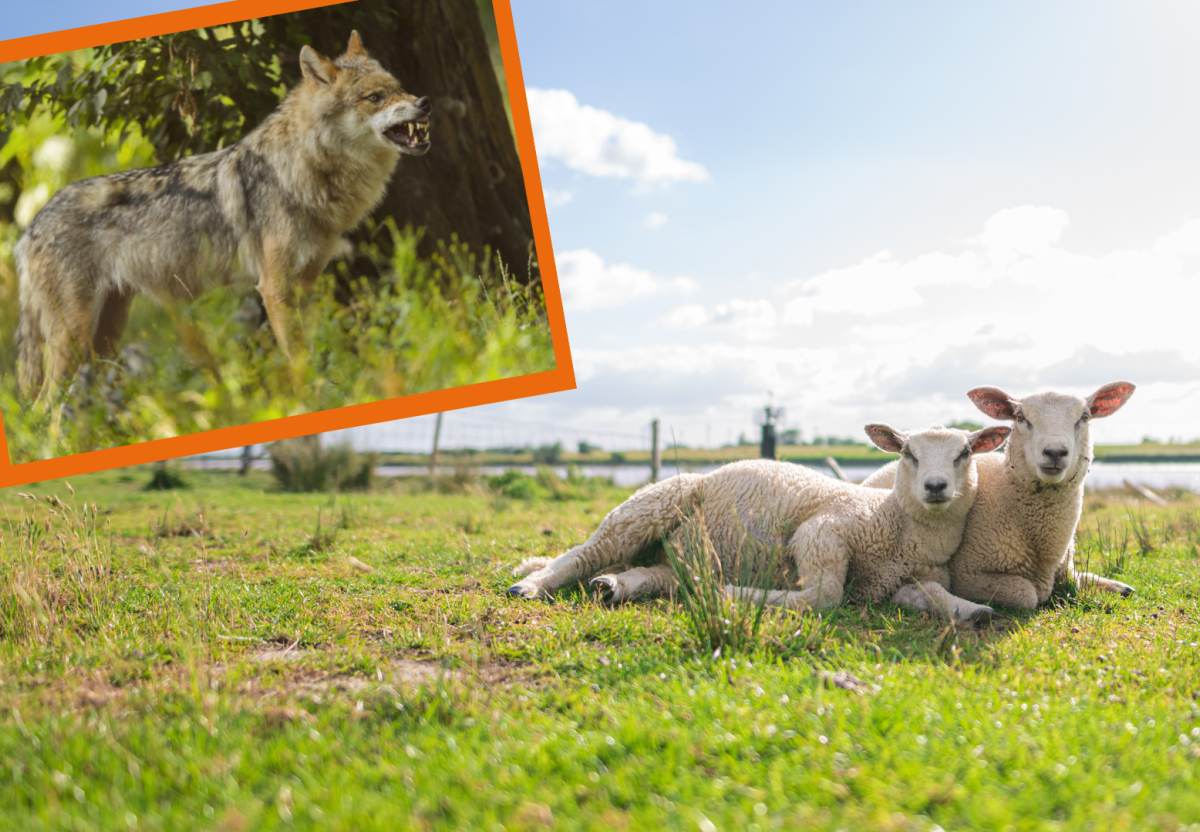 Wolf in Niedersachsen.png