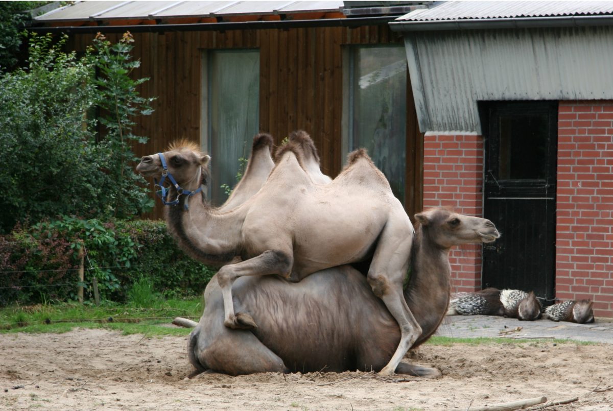 Zoo Braunschweig Alles wird teurer M ssen die Tiere darunter