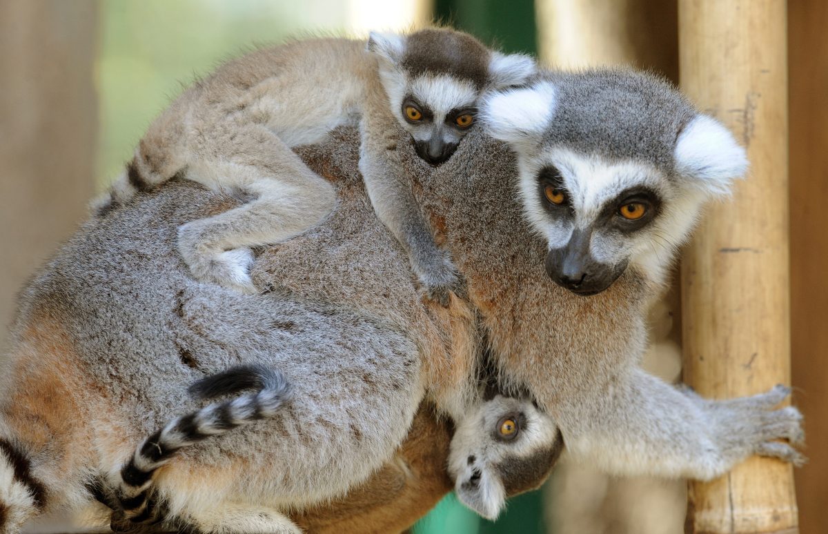 Zoo Braunschweig Alles wird teurer M ssen die Tiere darunter