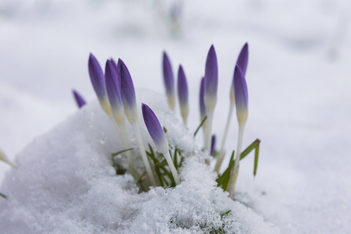 Die Krokusse werden auch in der kommenden Woche 0150 zumindest kurzzeitig – unter Schnee begraben. (Symbolbild)