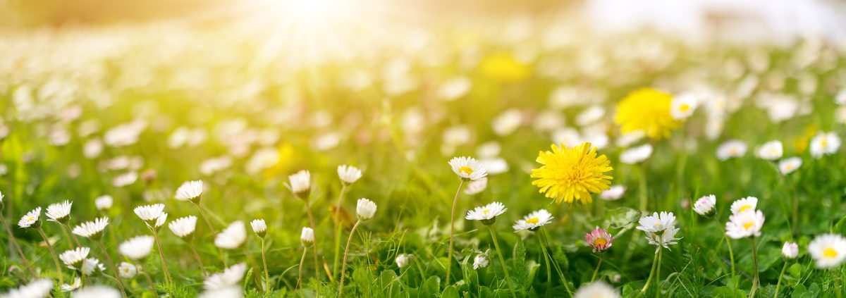 Das Wetter in Niedersachsen scheint auf den Frühlingskurs zu schwenken! (Symbolbild)