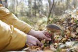 Frau schneidet Pilz vom Waldboden ab