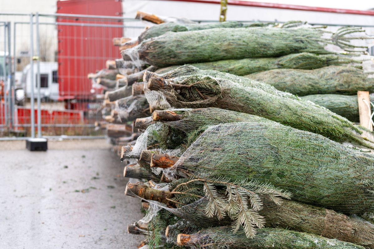 Weihnachtsbaum in Niedersachsen