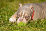 Hund im Park