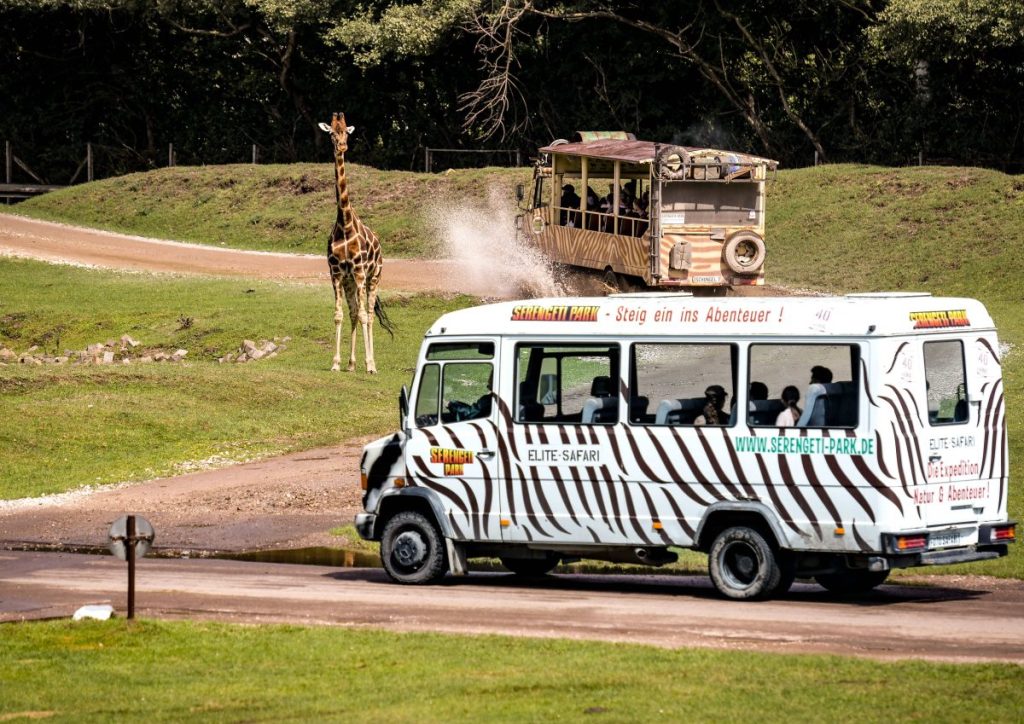 Safari-Busse im Serengeti Park