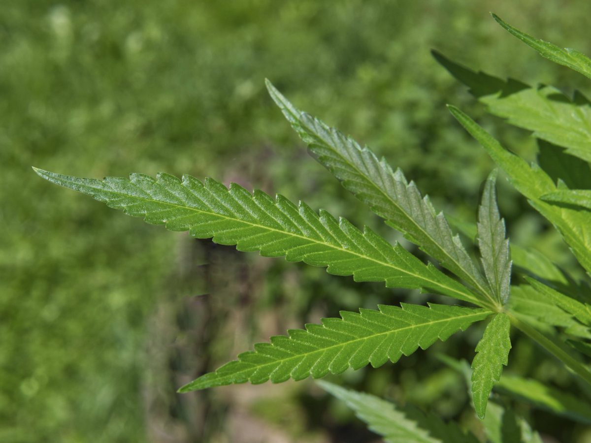 Braunschweig: Polizei jagt tagelang Cannabis-Pflanze – Kiffer hilft dabei