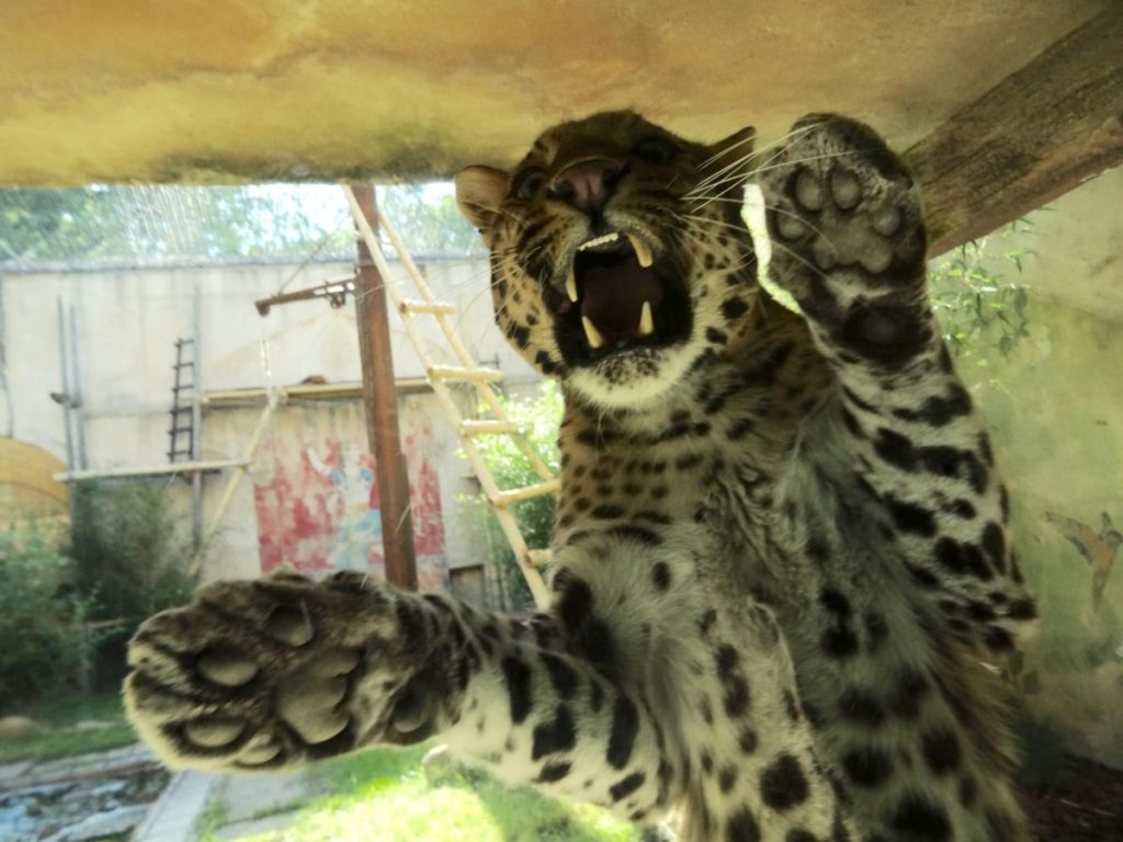 Leopard Julius im Zoo Hannover – seit ein paar Tagen ist er nicht mehr da... 