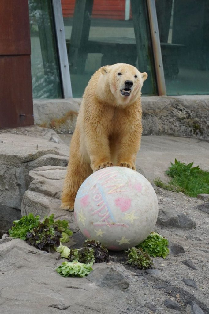 Eisbär-Weibchen Nana wohnt inzwischen woanders,.