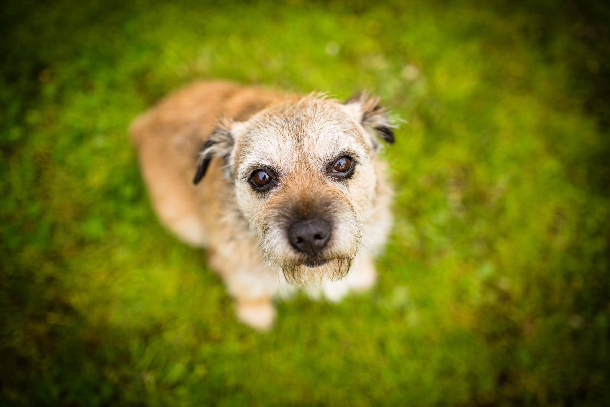 In Braunschweig gibt es drei Hundewiesen.