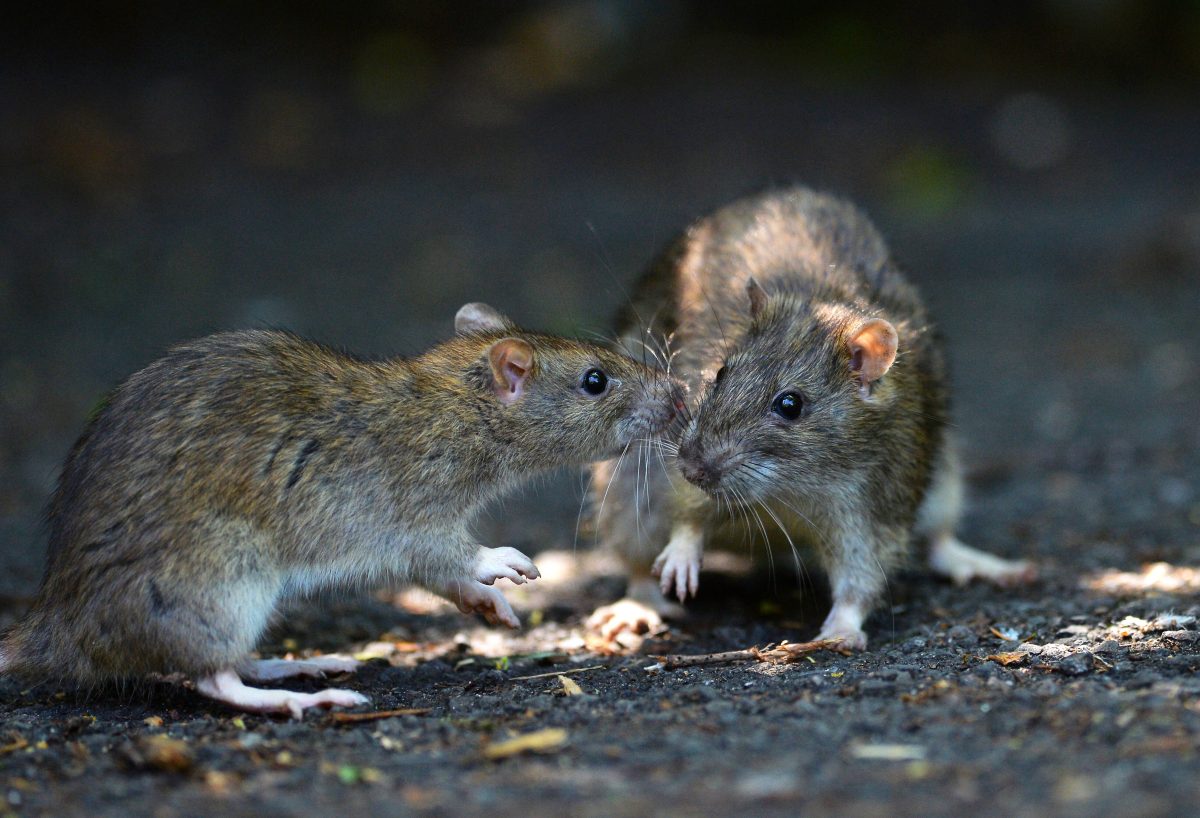 Ratten können Krankheiten übertragen und sind nach fachlicher Einschätzung des Robert Koch-Instituts als Gesundheitsschädlinge zu klassifizieren.