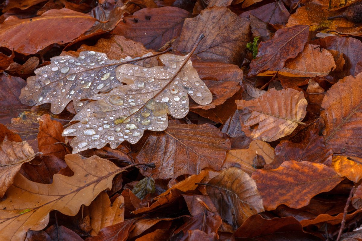 wetter niedersachsen