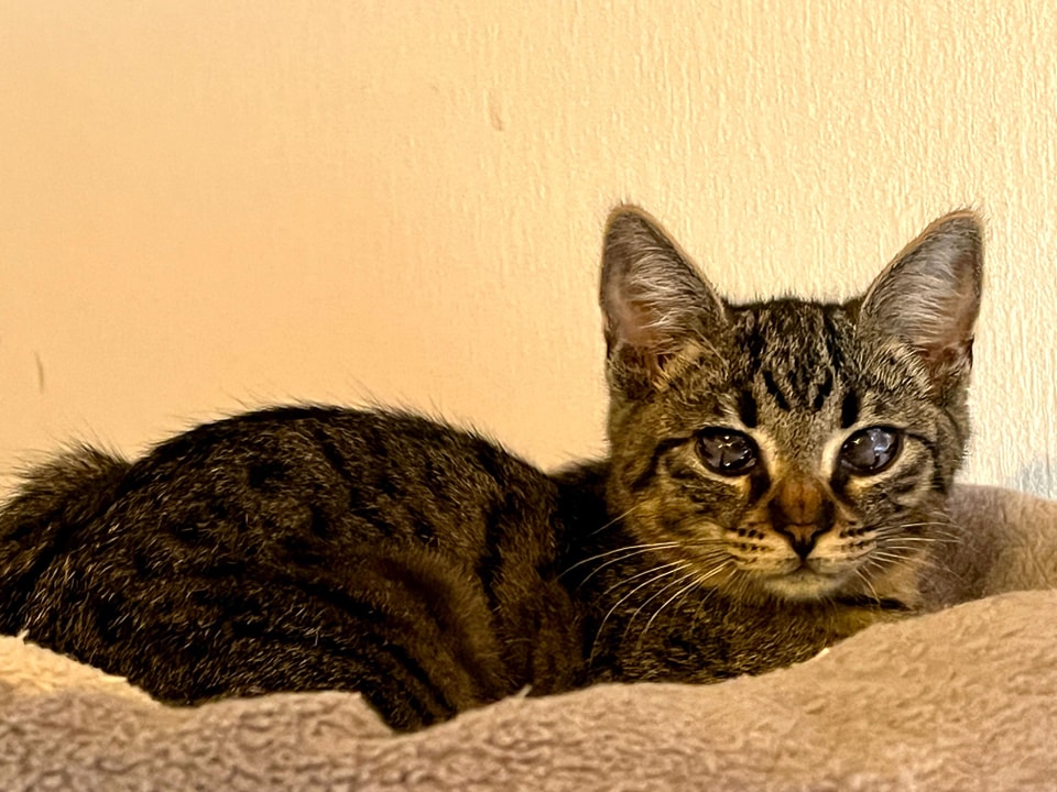 Joshi ist zu einem hübschen Kater herangewachsen, nur sehen kann er leider noch nicht