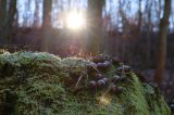 wetter niedersachsen sonne scheint zwischen den Bäumen