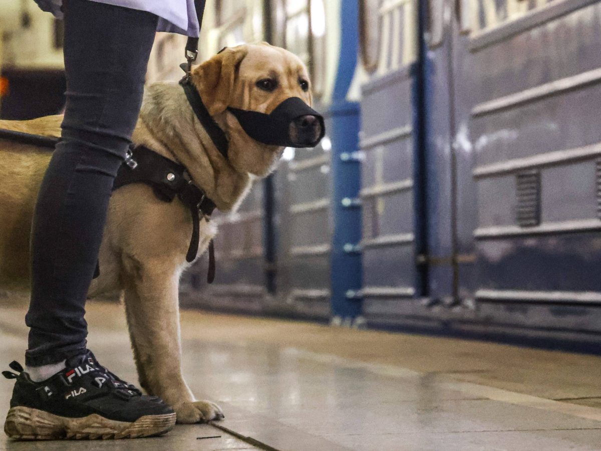 Assistenzhund in der U-Bahn