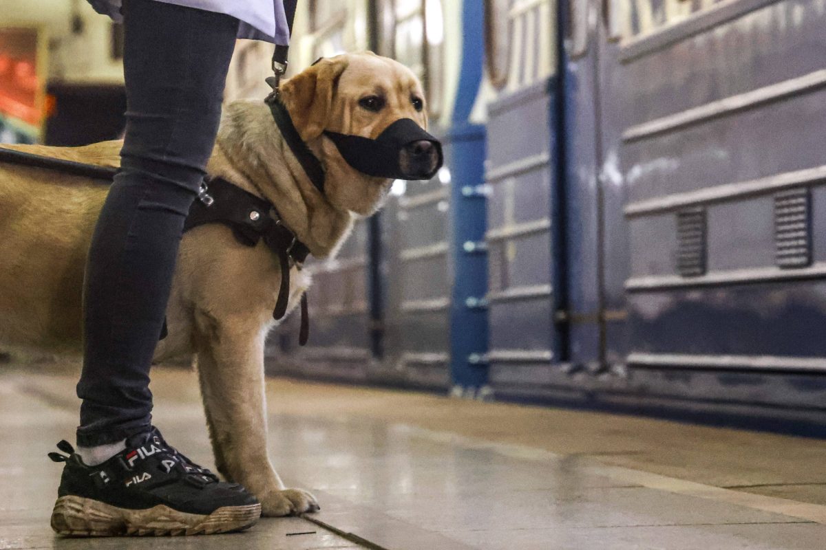 Assistenzhund in der U-Bahn