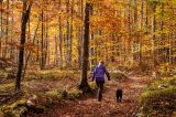 Frau spaziert mit einem Hund im herbstlichen Wald