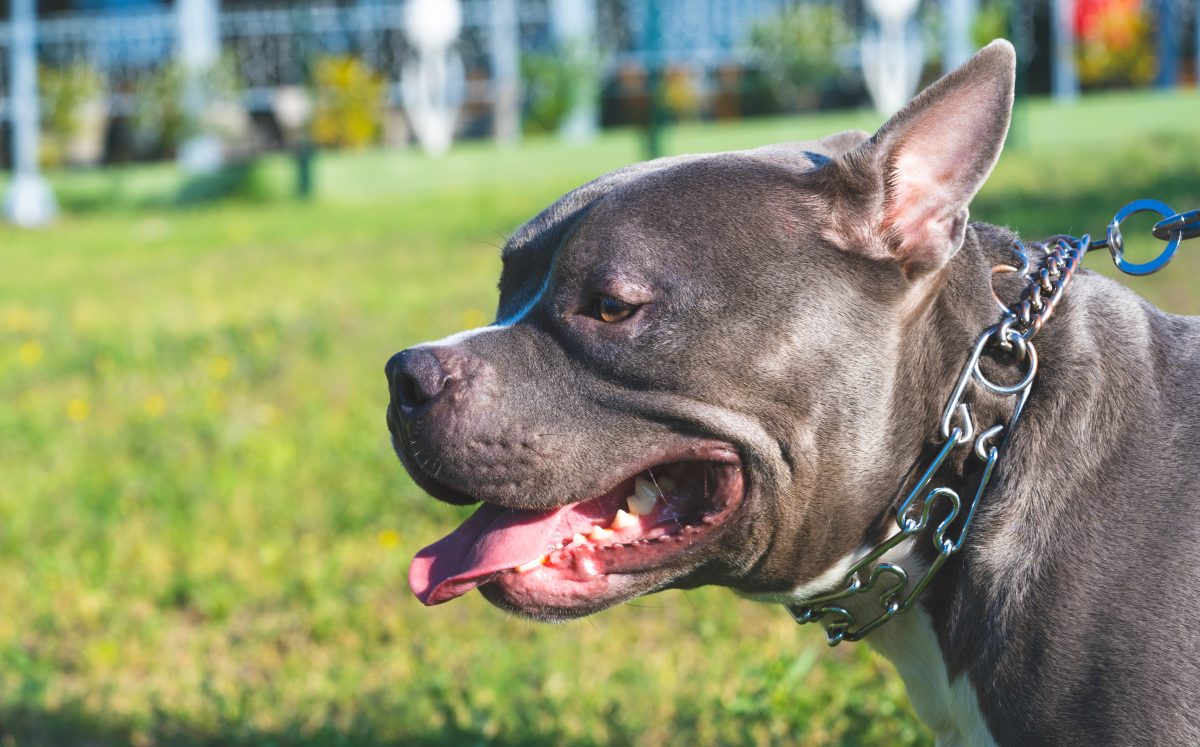 Auf einige Hundebesitzer in Braunschweig kommen bald höhere Steuern zu.