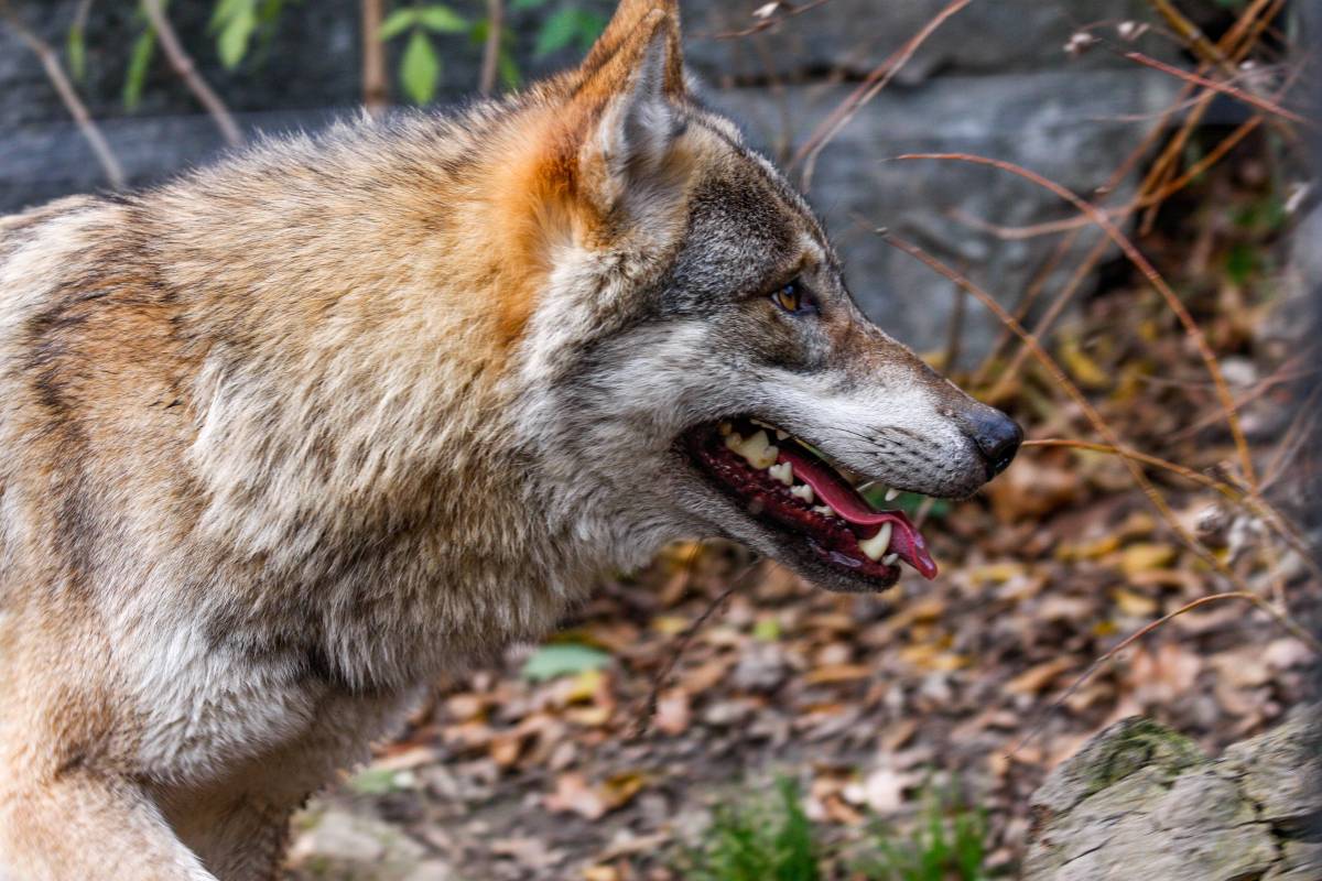 Im Kreis Helmstedt stehen seit Kurzem Hinweisschilder am Wald. Sie sorgen für einige Diskussionen.