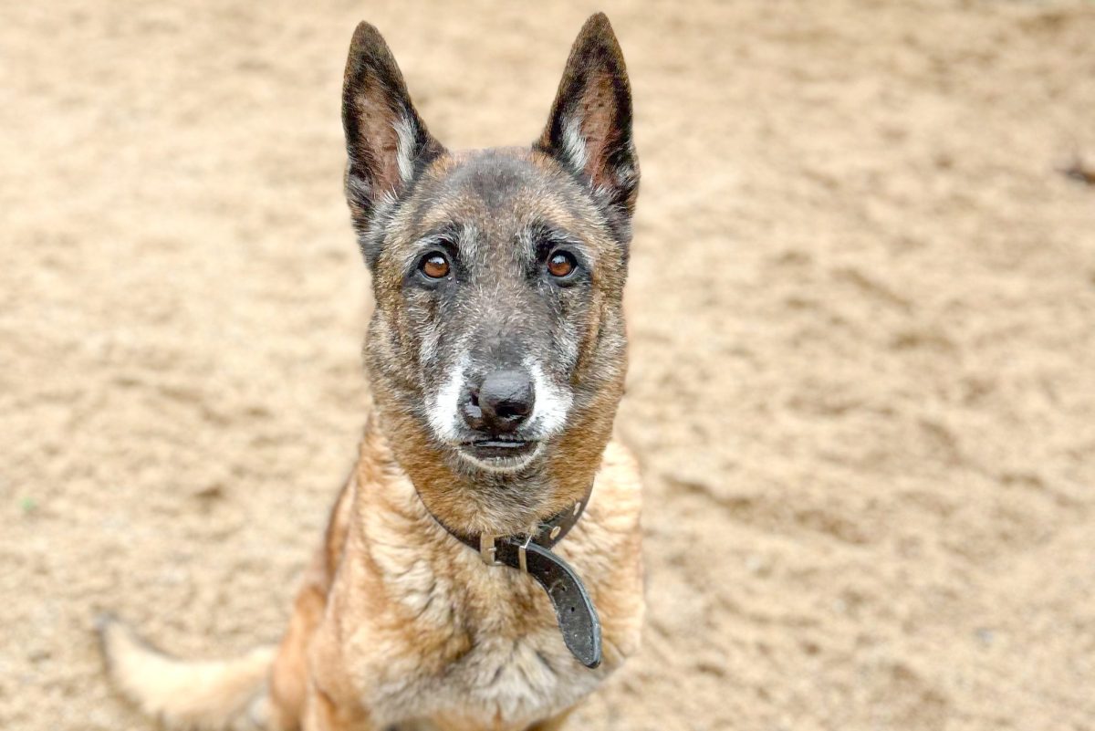 Malinois-Rüde im Tierheim Salzgitter