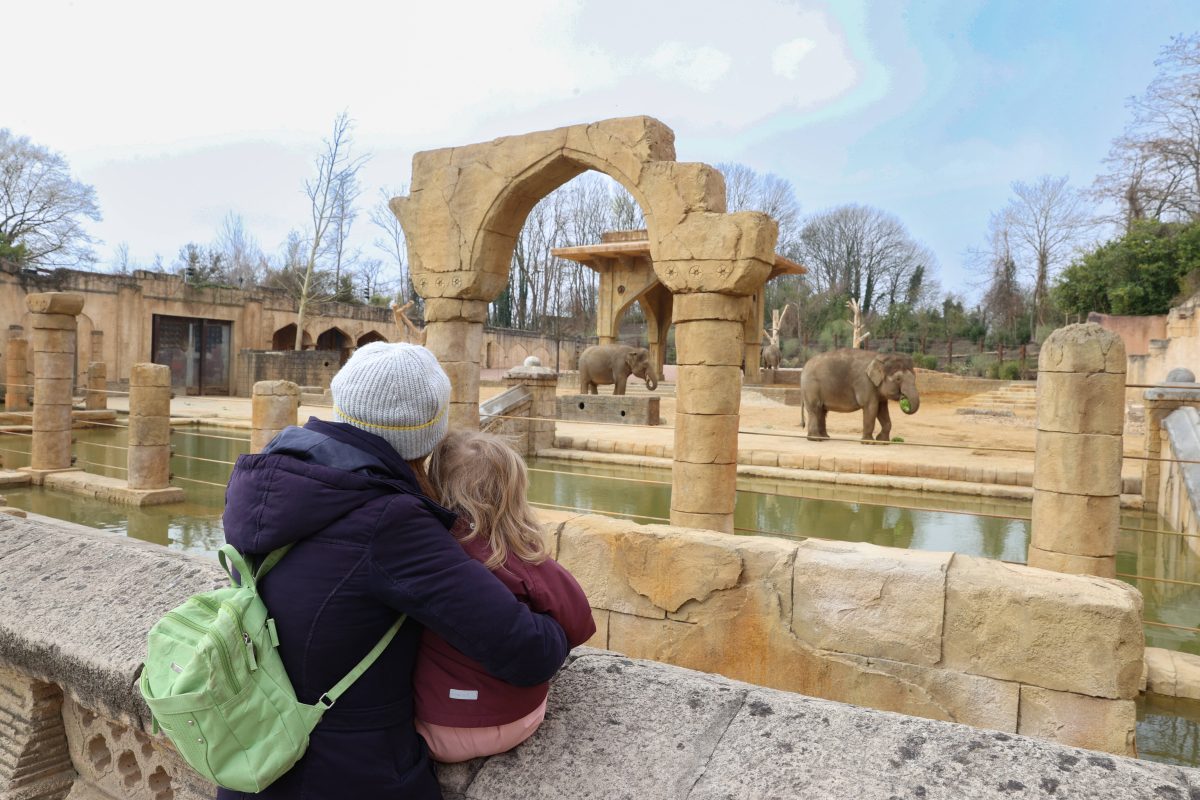 Ein Bild aus dem März 2023: Asiatische Elefanten beziehen ihre neue Anlage im Erlebnis-Zoo Hannover. Mit einer riesigen Badefläche, großem Schattenplatz, Futterverstecken, etc. ist das Reich der Elefanten noch größer geworden.