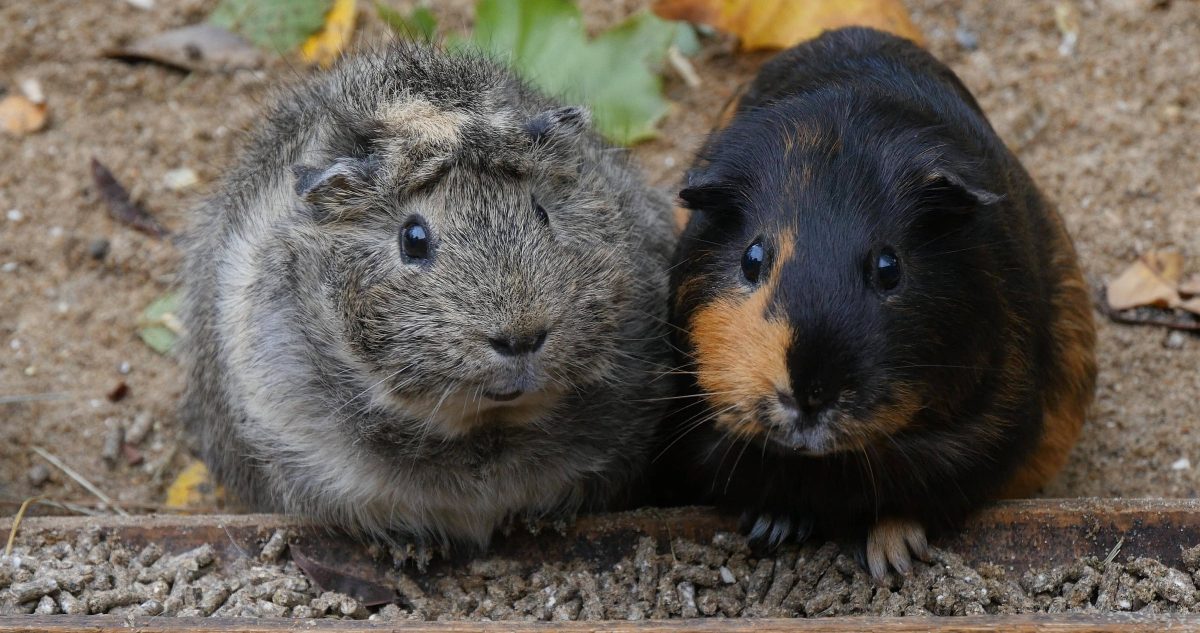 Meerschweinchen im Zoo Braunschweig.