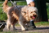 Hund an der Leine in einem Park