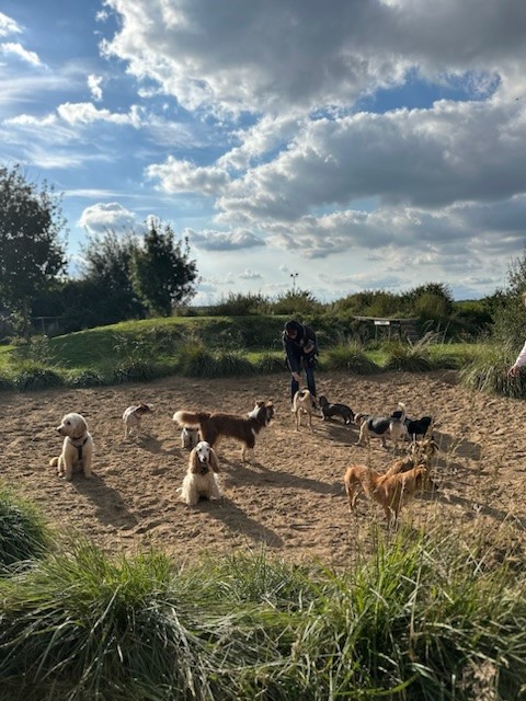 Hunde am Strand