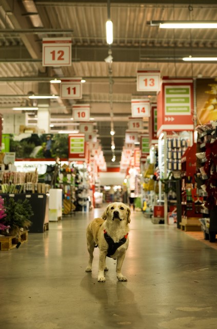 Hund steht im Baumarkt