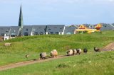 Schafe auf der Urlaubs-Insel Helgoland an der Nordsee