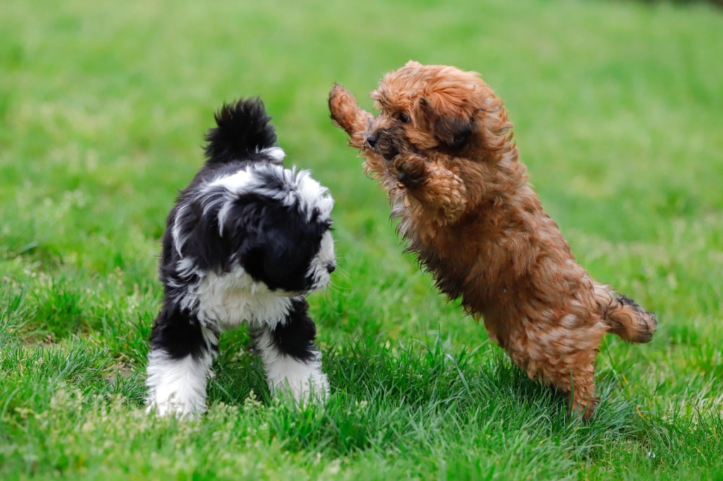 Zwei Hunde spielen auf einer Wiese