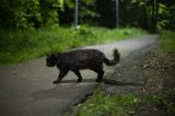 schwarze Katze auf der Straße abends