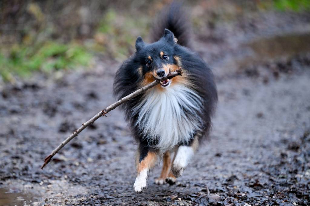 Hund im wald