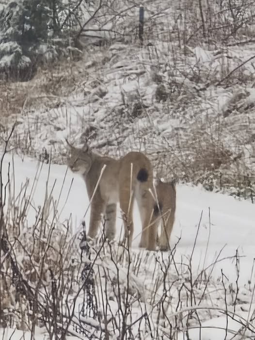 Ein Luchsmutter mit ihrem Jungtier ist einem Wanderer im Harz über den Weg gelaufen. 