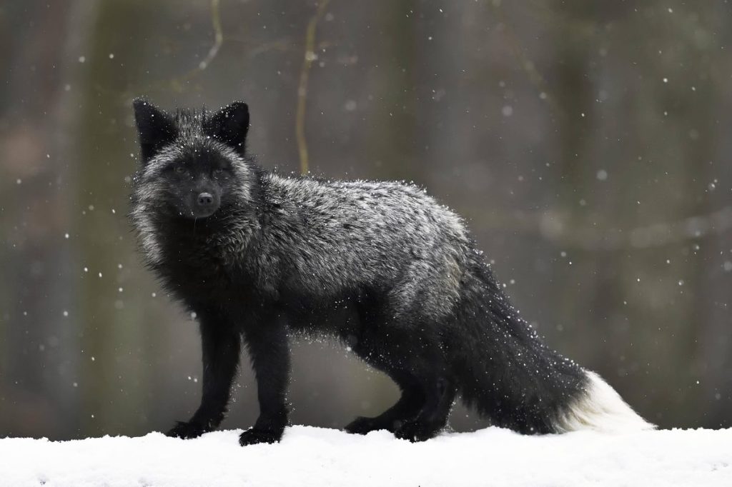 Harzer Wildpark: Besucher bleiben verdutzt stehen - im Fuchsgehege schauen sie genau hin (Symbolbild)