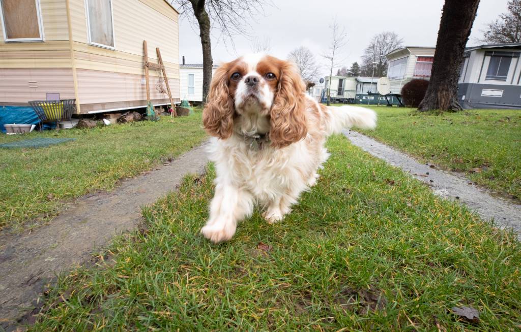 Hund auf dem Campingplatz