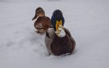 In Braunschweig ist eine Ente festgefroren.