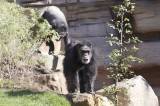 Schimpanse in der neuen Themenwelt im Zoo Hannover