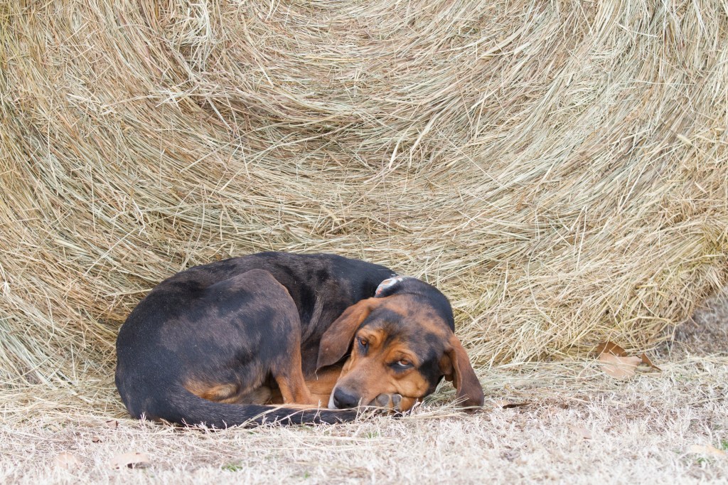 Hund schläft vor einem Heuballen